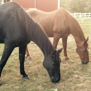 Meet your Posher, Carrie